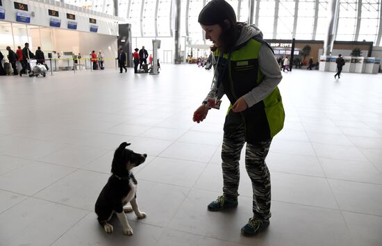 Puppy Alisa becomes mascot of Simferopol Airport's new terminal