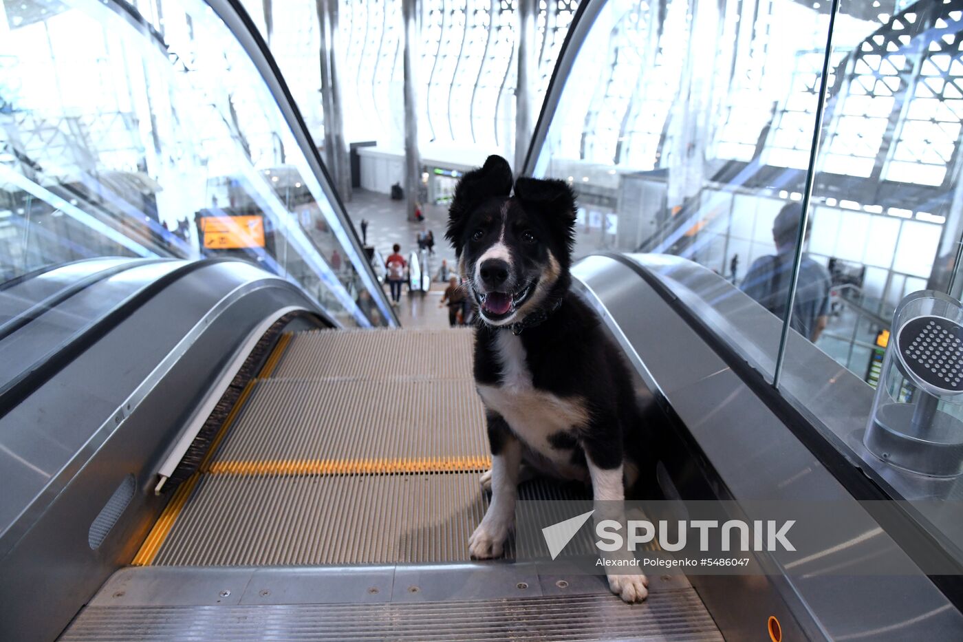 Puppy Alisa becomes mascot of Simferopol Airport's new terminal