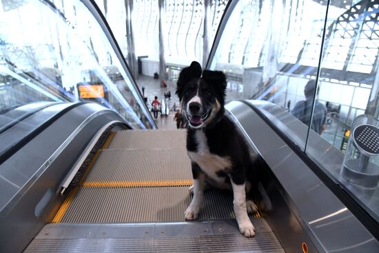 Puppy Alisa becomes mascot of Simferopol Airport's new terminal