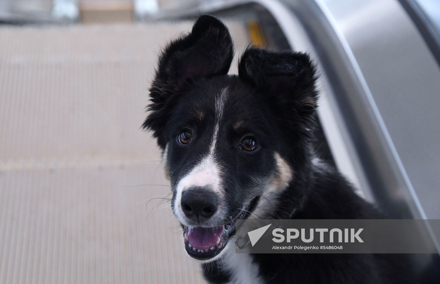 Puppy Alisa becomes mascot of Simferopol Airport's new terminal