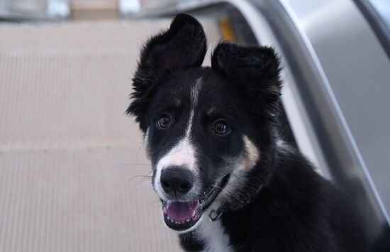 Puppy Alisa becomes mascot of Simferopol Airport's new terminal