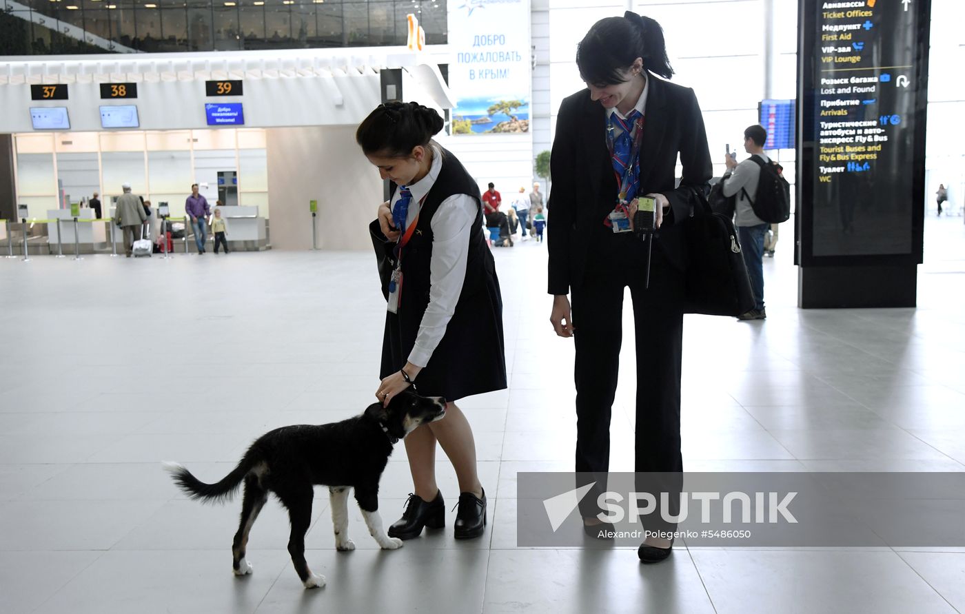 Puppy Alisa becomes mascot of Simferopol Airport's new terminal