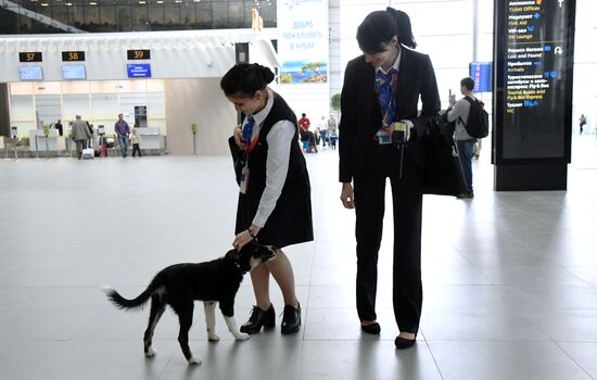Puppy Alisa becomes mascot of Simferopol Airport's new terminal