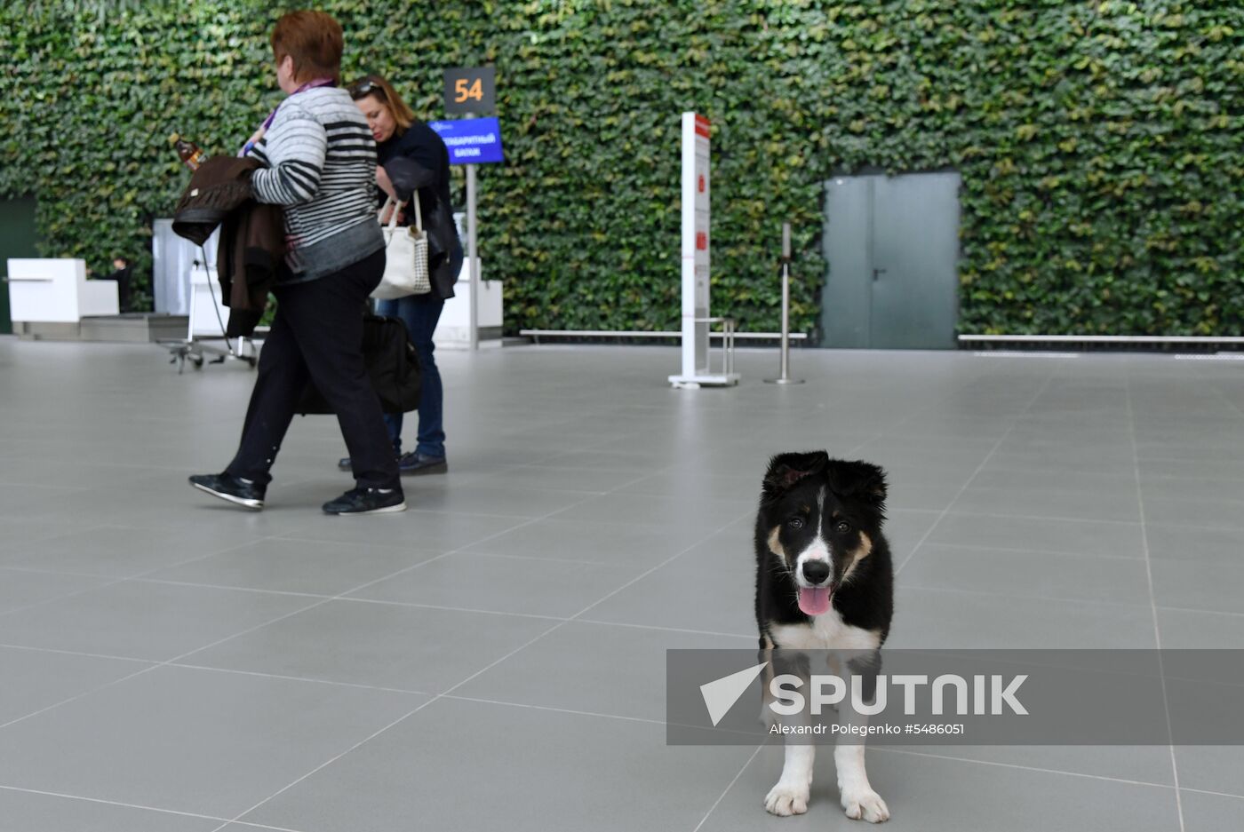 Puppy Alisa becomes mascot of Simferopol Airport's new terminal