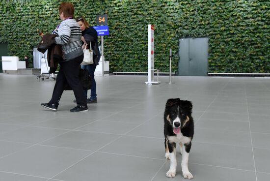 Puppy Alisa becomes mascot of Simferopol Airport's new terminal