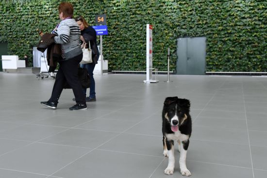 Puppy Alisa becomes mascot of Simferopol Airport's new terminal