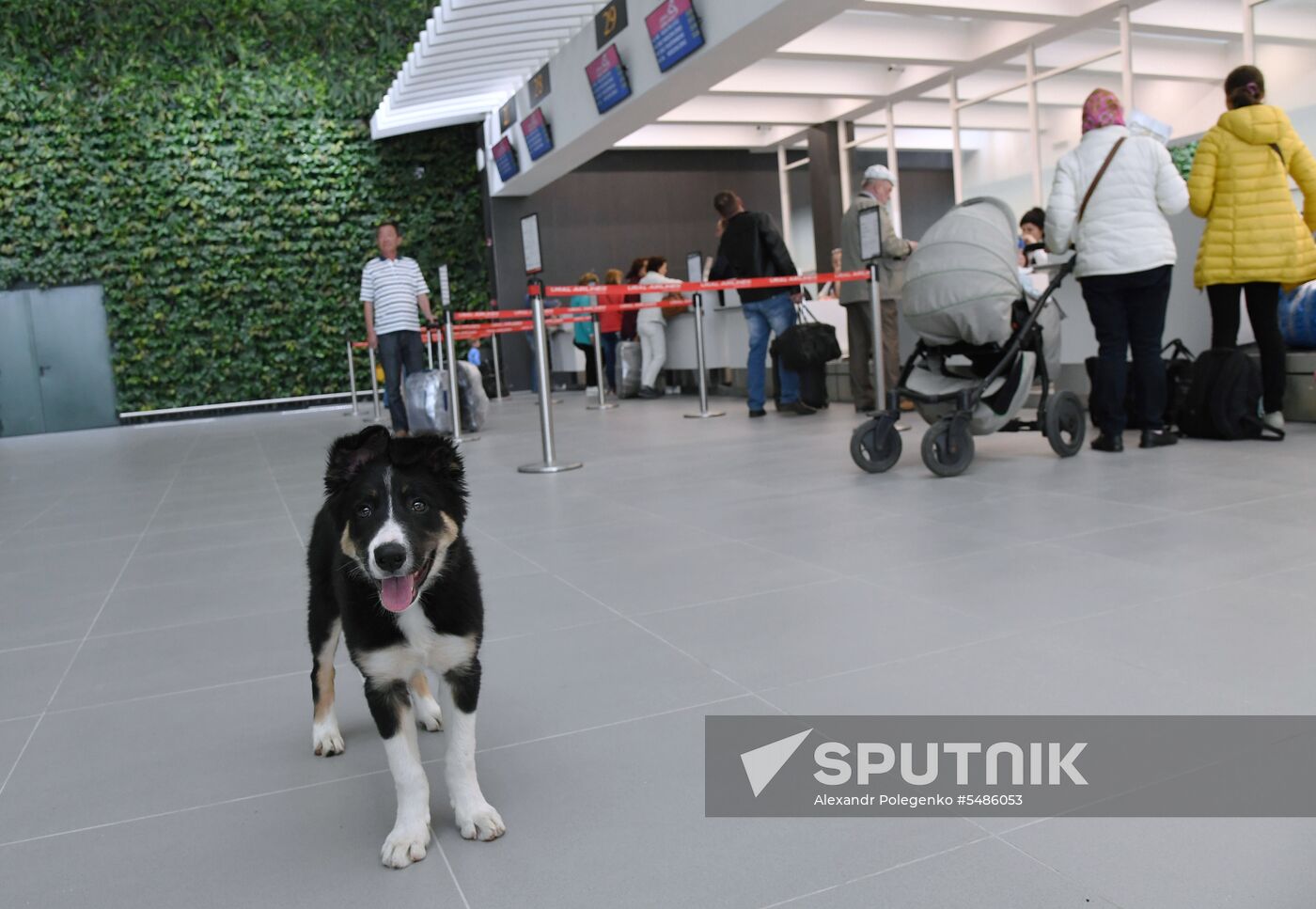 Puppy Alisa becomes mascot of Simferopol Airport's new terminal