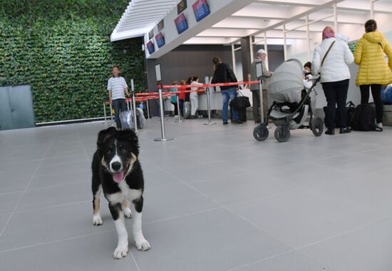 Puppy Alisa becomes mascot of Simferopol Airport's new terminal