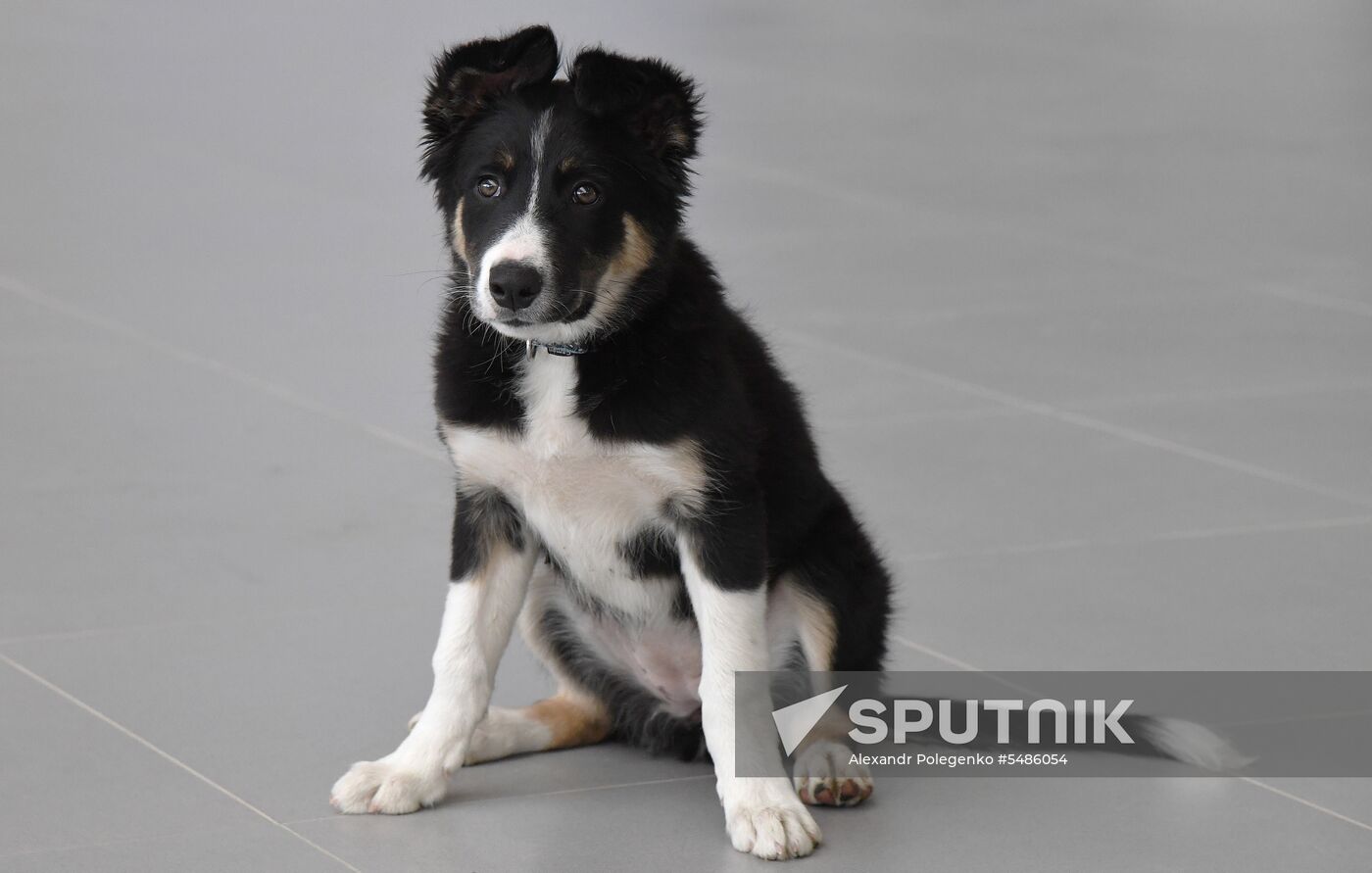 Puppy Alisa becomes mascot of Simferopol Airport's new terminal