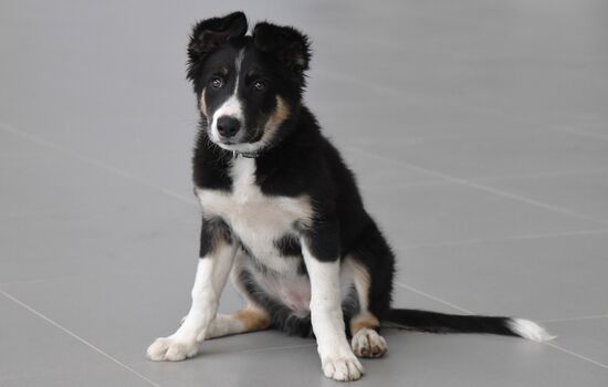 Puppy Alisa becomes mascot of Simferopol Airport's new terminal