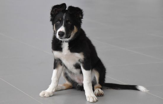 Puppy Alisa becomes mascot of Simferopol Airport's new terminal