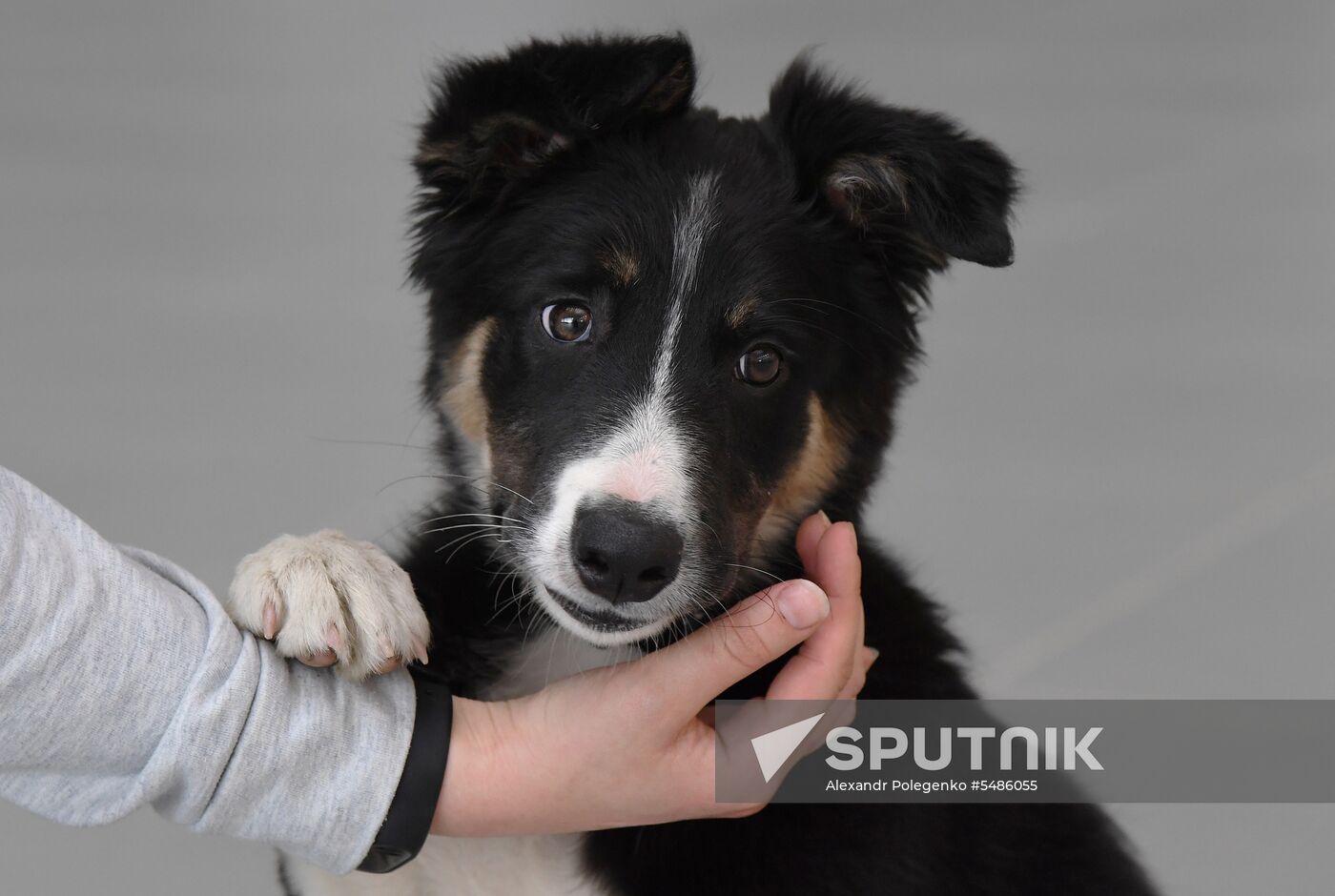 Puppy Alisa becomes mascot of Simferopol Airport's new terminal