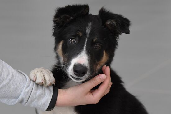 Puppy Alisa becomes mascot of Simferopol Airport's new terminal