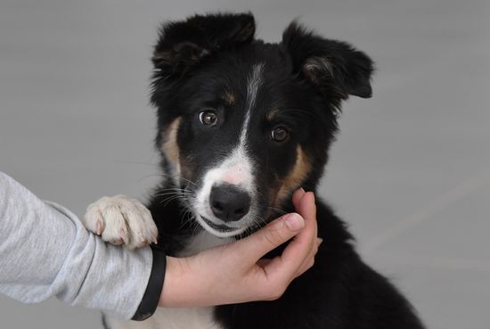 Puppy Alisa becomes mascot of Simferopol Airport's new terminal
