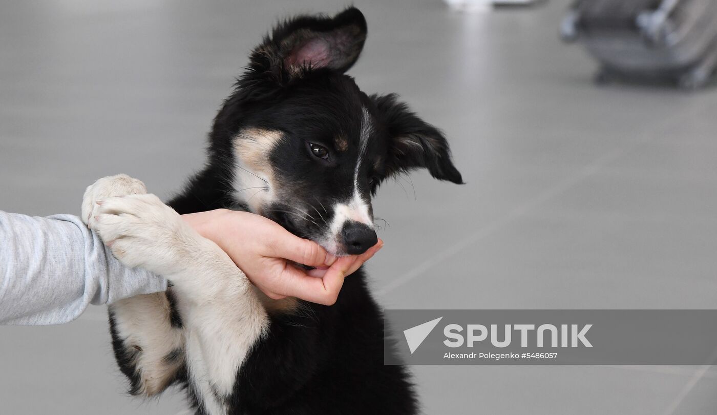 Puppy Alisa becomes mascot of Simferopol Airport's new terminal