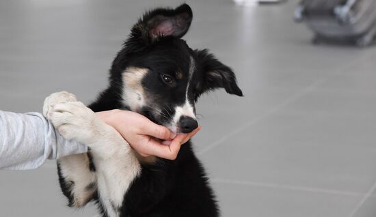 Puppy Alisa becomes mascot of Simferopol Airport's new terminal