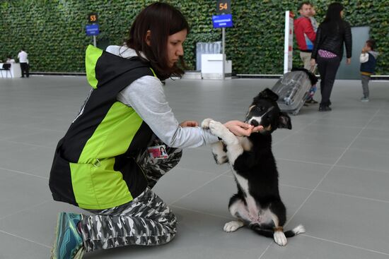 Puppy Alisa becomes mascot of Simferopol Airport's new terminal