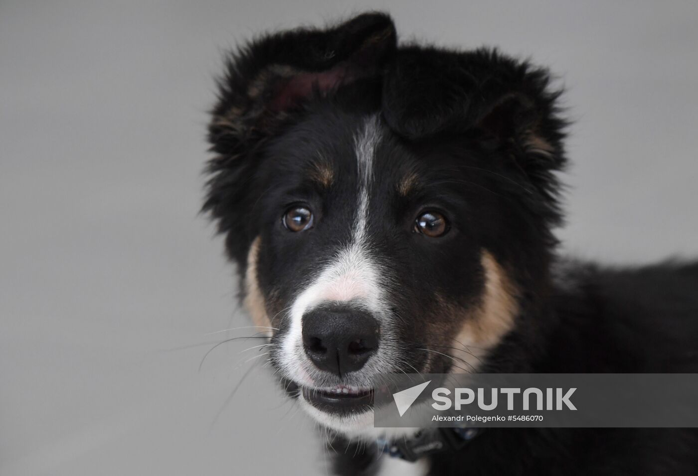 Puppy Alisa becomes mascot of Simferopol Airport's new terminal