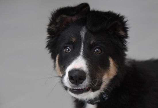 Puppy Alisa becomes mascot of Simferopol Airport's new terminal