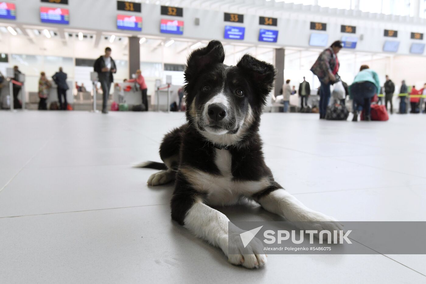 Puppy Alisa becomes mascot of Simferopol Airport's new terminal