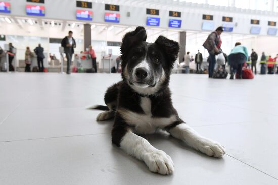 Puppy Alisa becomes mascot of Simferopol Airport's new terminal