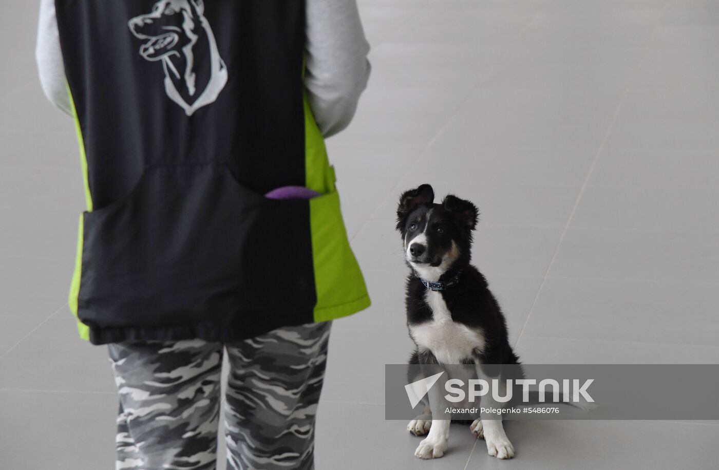 Puppy Alisa becomes mascot of Simferopol Airport's new terminal