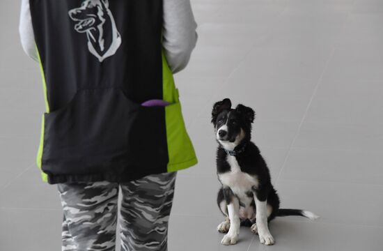 Puppy Alisa becomes mascot of Simferopol Airport's new terminal