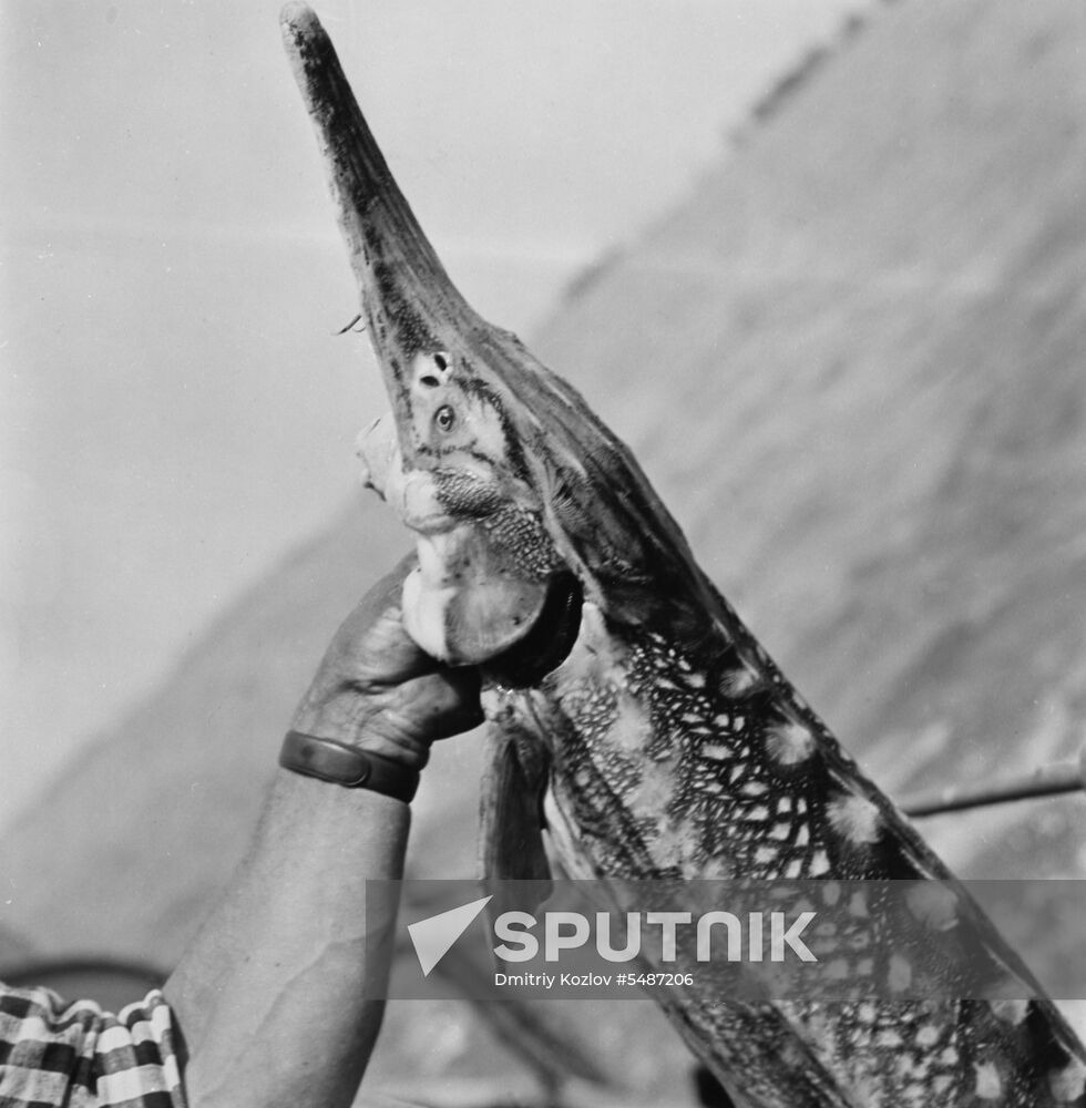 Volga sturgeon