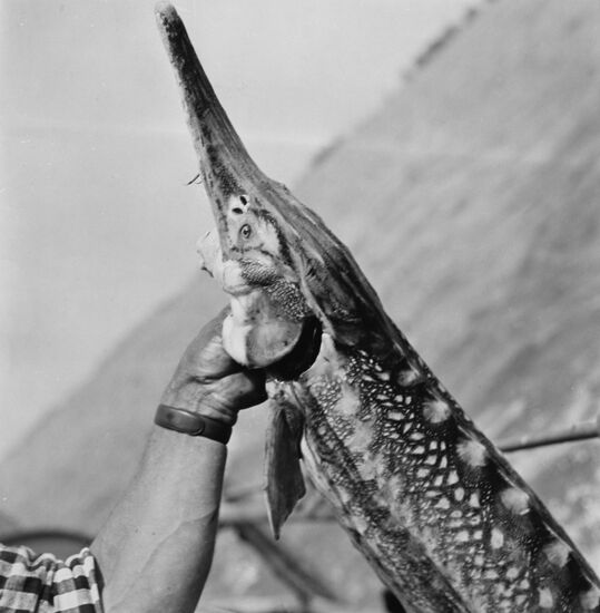 Volga sturgeon