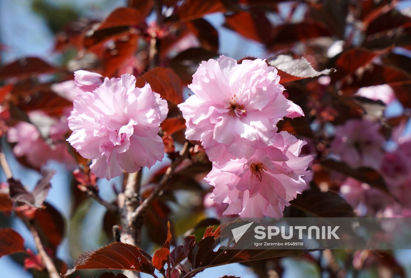 Sakura in bloom in Kaliningrad