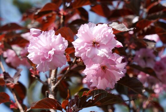 Sakura in bloom in Kaliningrad