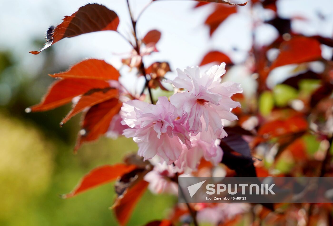 Sakura in bloom in Kaliningrad
