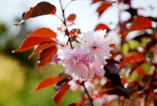 Sakura in bloom in Kaliningrad