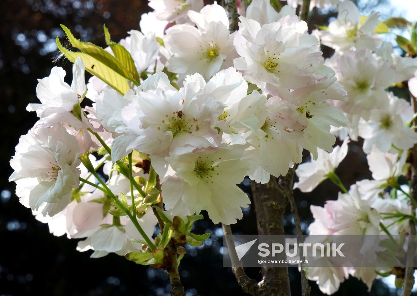 Sakura in bloom in Kaliningrad