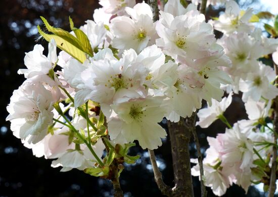 Sakura in bloom in Kaliningrad