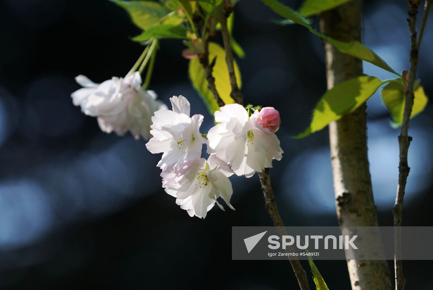 Sakura in bloom in Kaliningrad