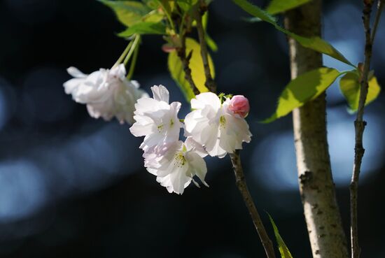 Sakura in bloom in Kaliningrad