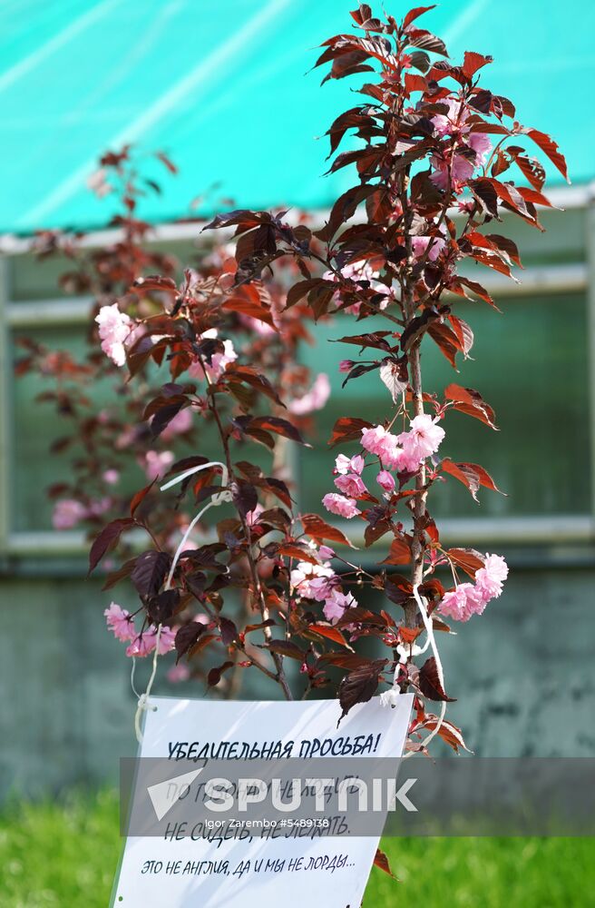 Sakura in bloom in Kaliningrad