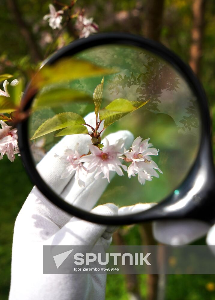 Sakura in bloom in Kaliningrad