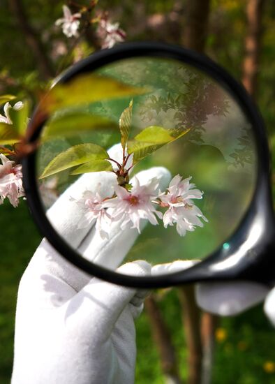 Sakura in bloom in Kaliningrad