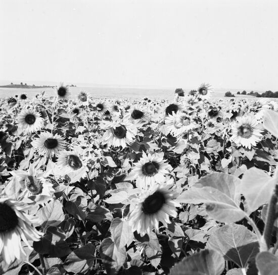 Sunflower field