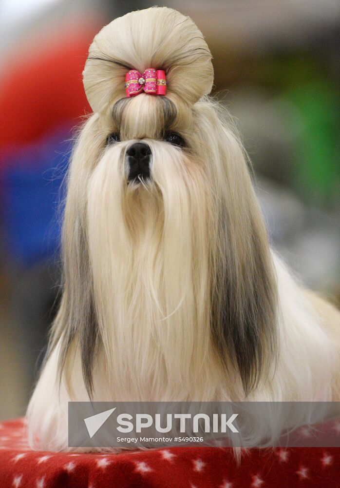 Eurasia 2018 dog show