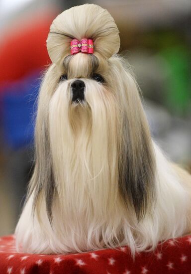 Eurasia 2018 dog show