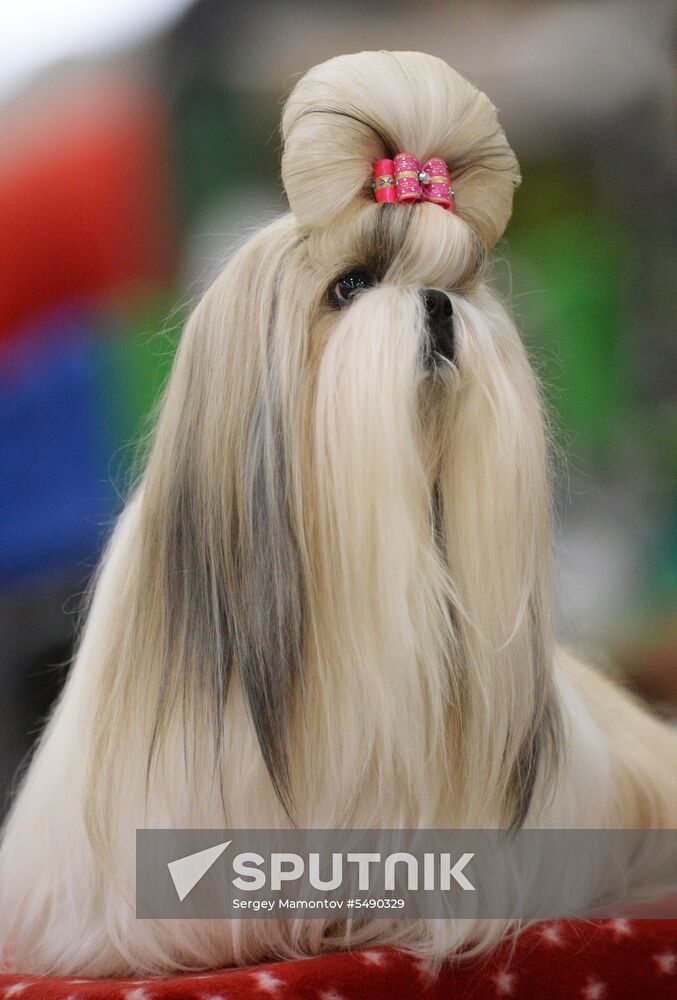 Eurasia 2018 dog show