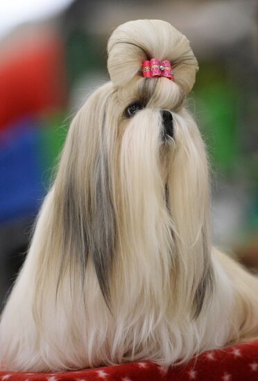 Eurasia 2018 dog show