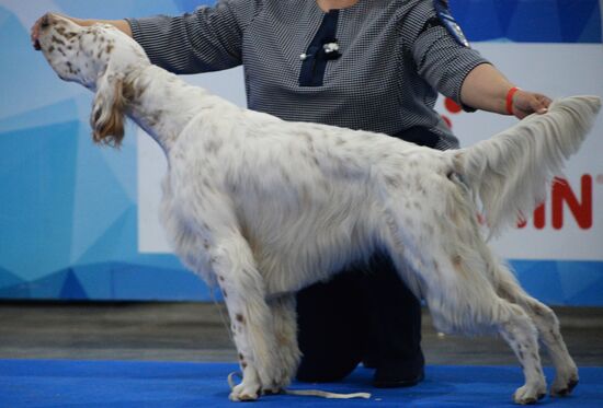Eurasia 2018 dog show