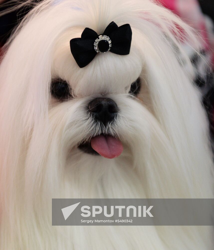 Eurasia 2018 dog show