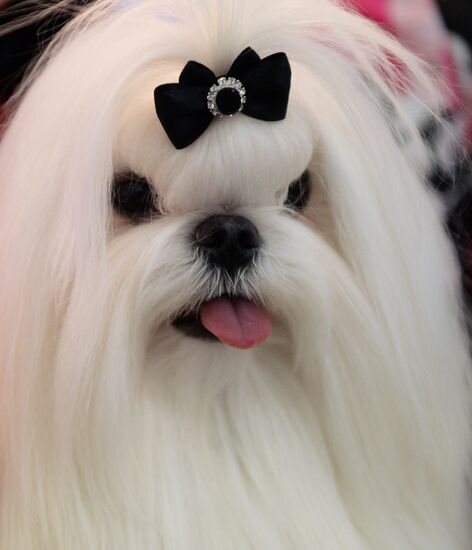 Eurasia 2018 dog show