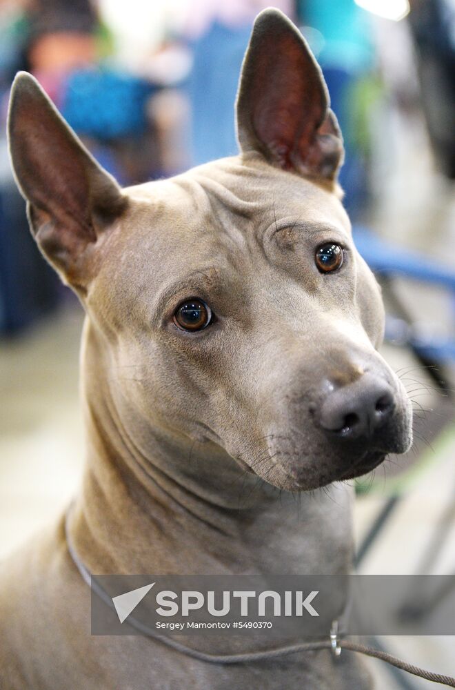 Eurasia 2018 dog show