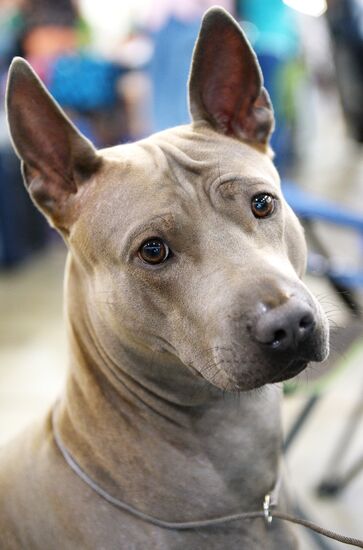 Eurasia 2018 dog show